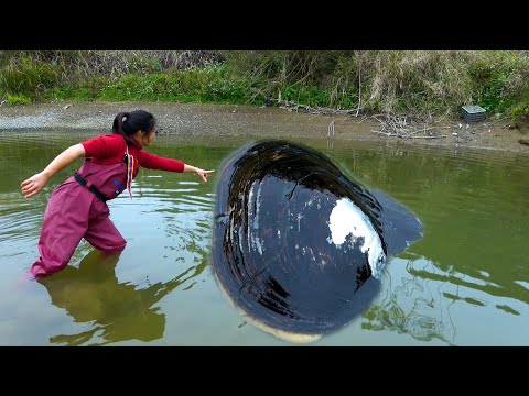 The pearl oysters here are very big and the beauty has
