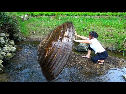 The river clam has been hiding in the sand for several