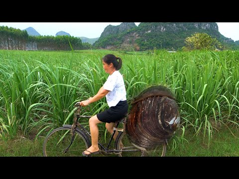 Beautiful women ride their bikes to pick up pearl clams it