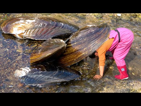 Discovering a secret place many pearl clams