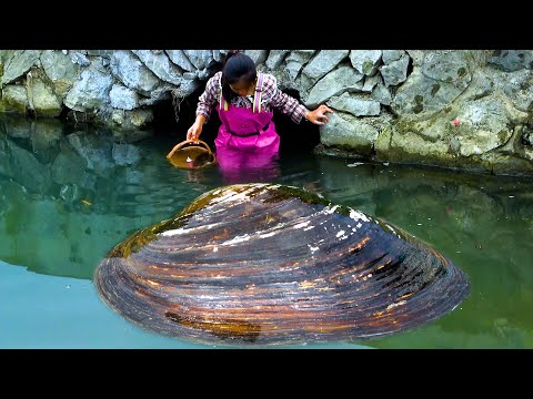 This is a big bellied river clam which has the most pearls