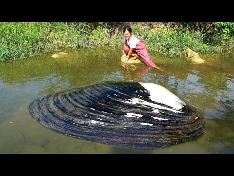 The pearl oysters are all exposed it s easy to get the