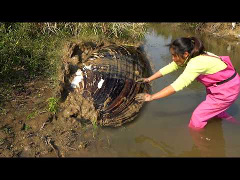 The pearl clam hiding in the mud has been discovered it s