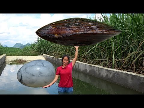 Pearl clams that have been kept for ten years appear as