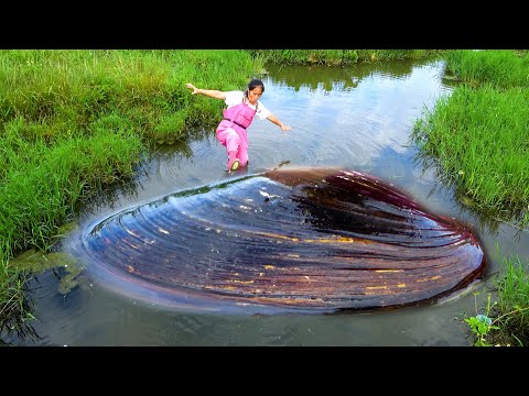 This is a place where pearl oysters gather and you can find