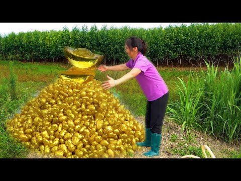 Pulling out a pile of golden rice from the pearl clam
