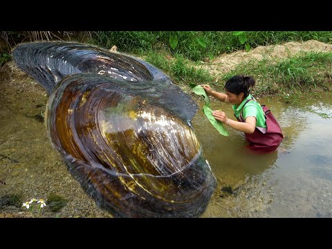 This is a pair of pearl oysters both of which have very
