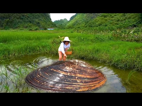 Pearl clams sleep all over the fields and women feel happy