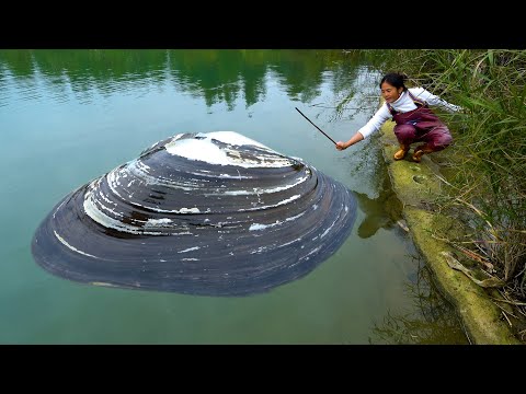 This clam is not the largest but there are also a lot of