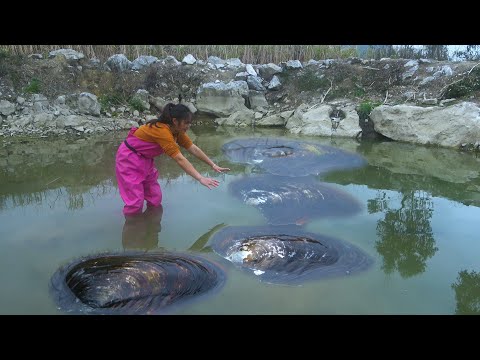 The small pond is full of clams with more and more pearls