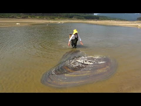 Huge clams appear in Guanshan Lake and the beauty can t