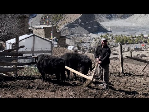 Karasabanla 3600 rakımda köy hayatı MANANG NEPAL English