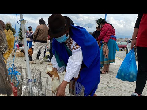 Otavalo hayvan pazarı Ekvador