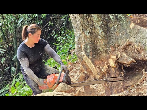 Genius girl skillfully uses chainsaw to cut giant 100 year