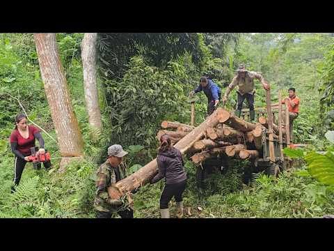 lThe girl and the villagers cut down and transported the