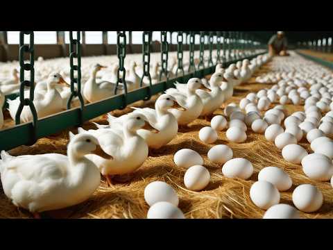 Raising Free Range Ducks to Lay Eggs Duck Egg Business Duck