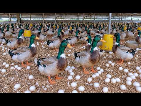 How to Raise Duck for Eggs Meat Feeding Ducks at Home