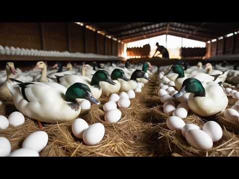 Essential Steps for Organic Duck Raising From DIY Cheap