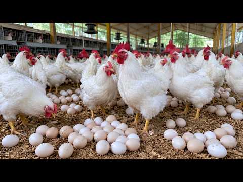 How to Raise Chicken for Eggs Harvesting Chicken Eggs