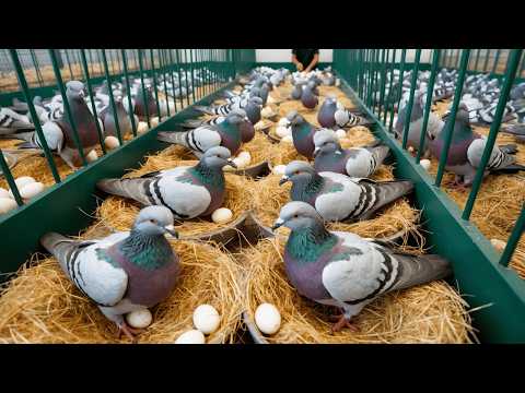 How Millions of Pigeons Are Raised Pigeon Farming Process