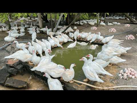 How to Raise 2000 Muscovy Ducks for Eggs Muscovy Duck Farm