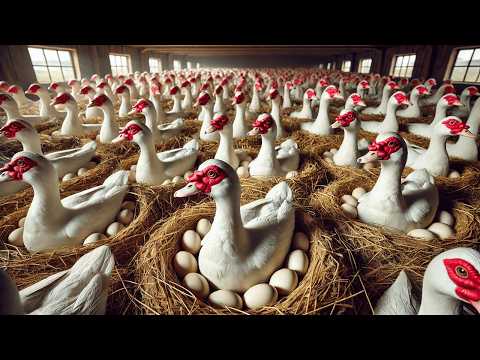 Amazing Muscovy Ducks Farm Process of Raising Muscovy Ducks