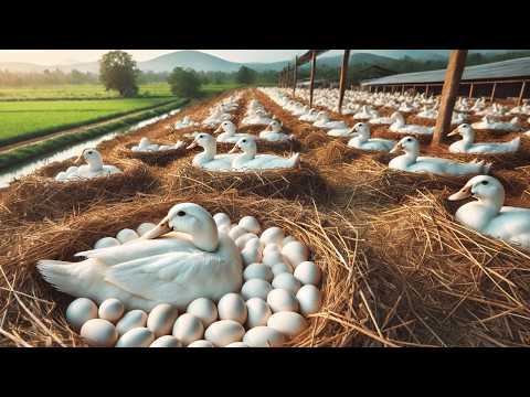 How to Raise Ducks Effectively Harvesting Duck Eggs Duck
