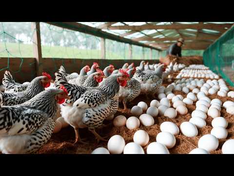 Poultry Farming How to Raise Laying Hens Harvesting Poultry