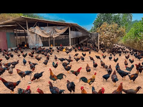 FULL VIDEO 150 Days Of Caring For 9 000 Chickens Chicken