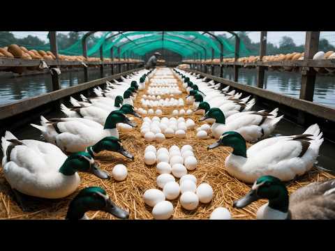 Mastering Organic Duck Farming Raising Poultry Harvesting