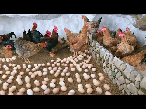 Raising Chickens For Eggs Artificial Insemination For