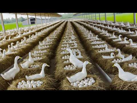 Harvesting Duck Eggs Duck Egg Farm Business DIY Cheap Food