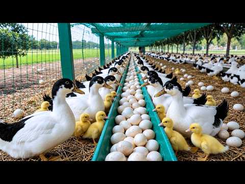Harvest Duck Eggs How to Raise Ducks for Eggs and Meat