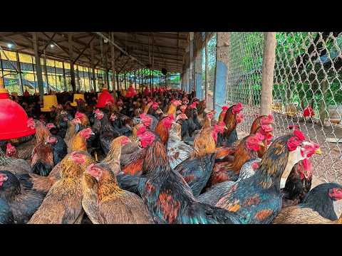 Chicken Growth TIMELAPSE 150 Days from Birth to Adult