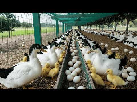 How to Raise Ducks for Eggs Harvesting Eggs Feeding