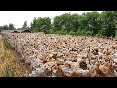 Free Range Duck Farms Millions of Ducks are Raised Free