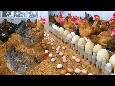 Raising Chickens For Eggs Collecting Chicken Eggs Food for