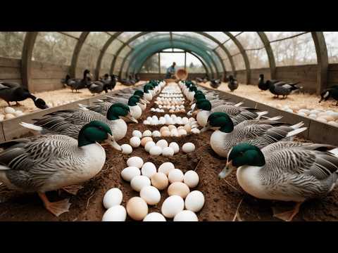 How to Raise Ducks for Eggs Meat Poultry Business Business