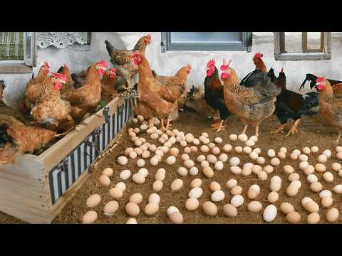 Effective Strategies for Raising Chickens for Eggs Collect
