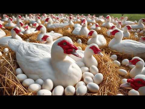 Muscovy Duck Farming Raising Organic Muscovy Ducks For Eggs