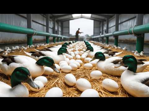 How to Raise Laying Ducks DIY Organic Duck Food Harvest Eggs