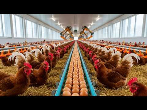 Hen Farming Harvesting 1000 Organic Eggs from Hens Raised