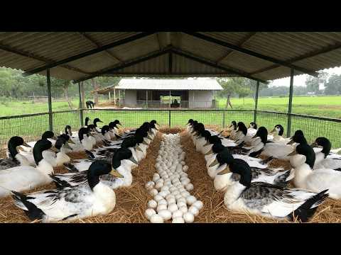 Life Raising Ducks in The Countryside Harvesting Eggs Meat