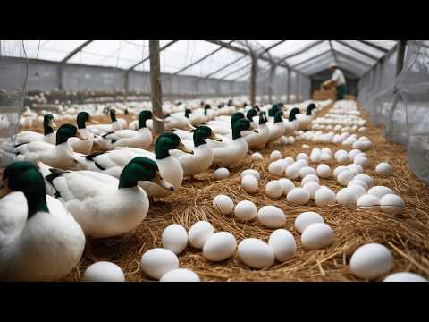 4 Years of Raising Egg Laying Ducks Life of Raising Ducks