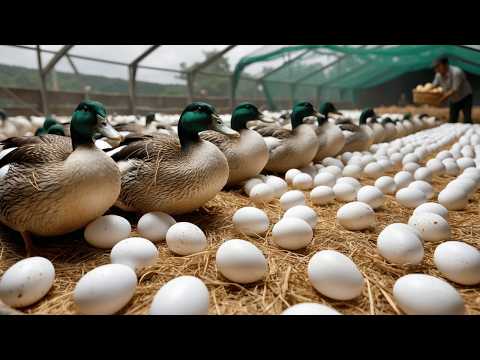 Free Range Duck Farming How to Raise Free Range Ducks for