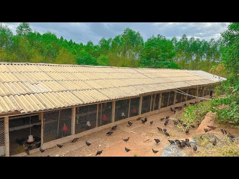 DIY 7x100m Chicken Coop Raises Millions of Chickens Every
