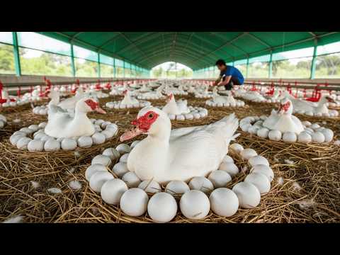 Harvesting Muscovy Duck Eggs Raising Muscovy Ducks Muscovy