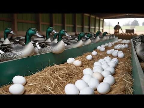 Essential Steps for Organic Duck Raising From Feeding to