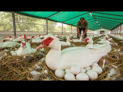Raising Muscovy Duck Egg Business Egg Collection Muscovy