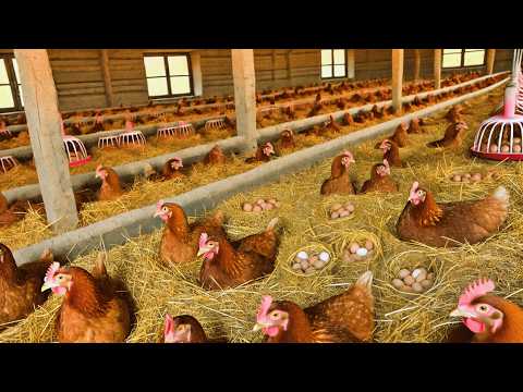 How to Start a Poultry Egg Business Collecting Chicken Eggs